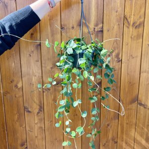 Hoya carnosa (Hoya) ´MATHILDE´ - výška 50-60 cm, kont. C1L - závesný kvetináč